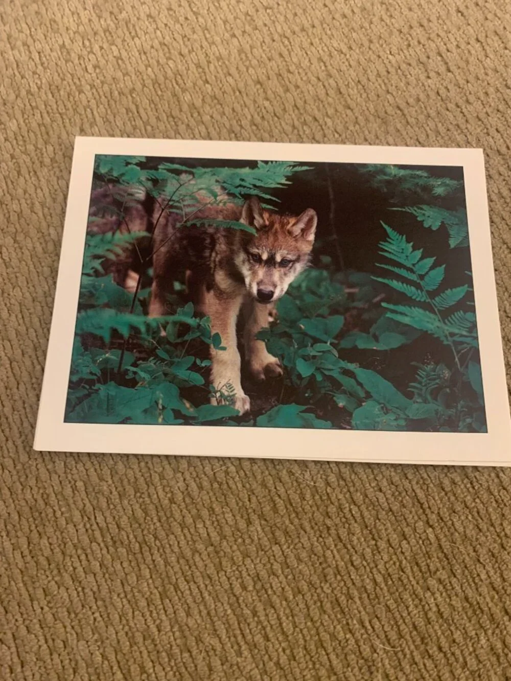Lot of 5 Defenders of Wildlife Wolf Blank Greeting Cards Jim Brandenburg